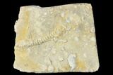 Plate of Archimedes Screw Bryozoan Fossils - Alabama #178262-1